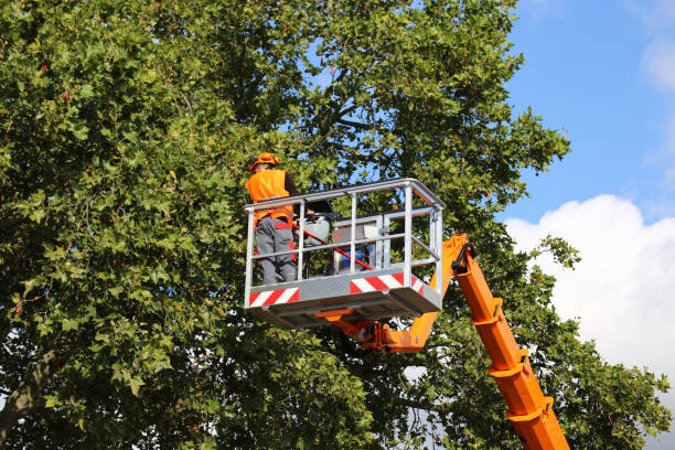 How Our Tree Care Process Works  in Willard, OH